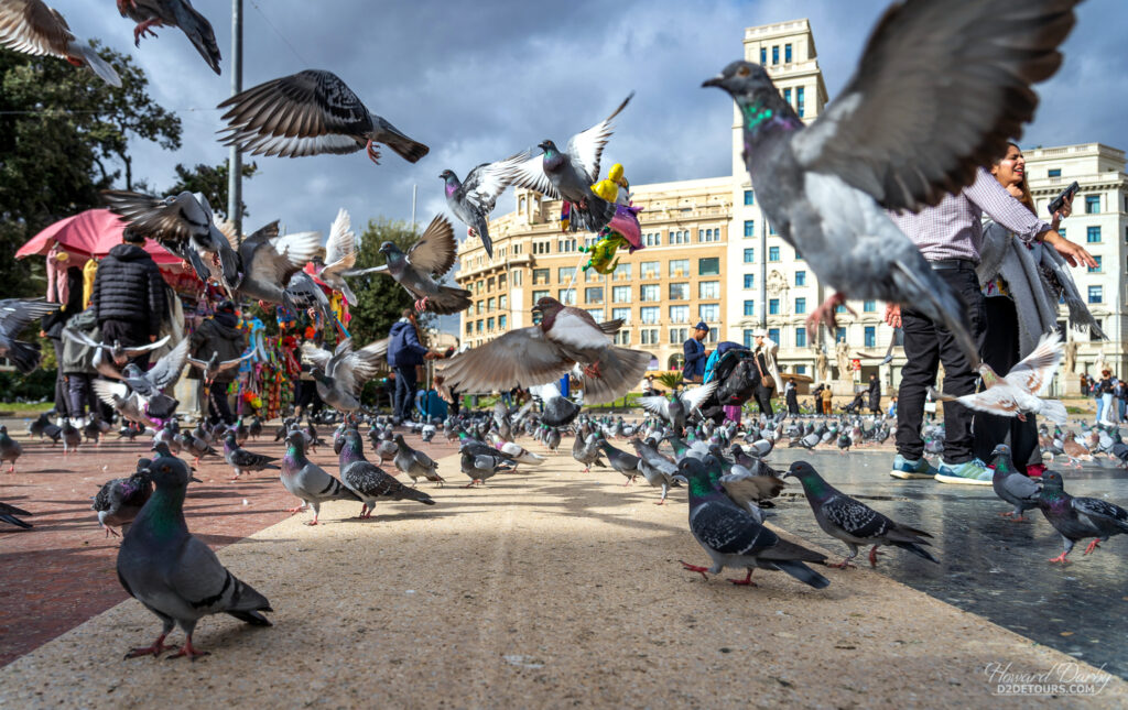 Pigeons at Plaça de Catalunya