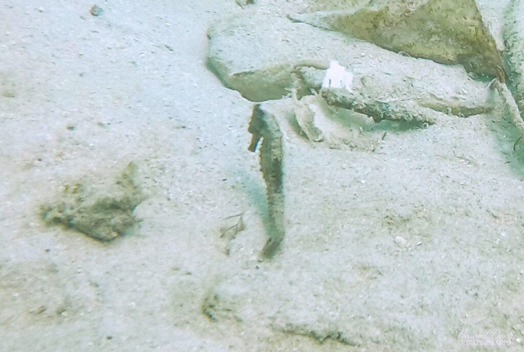 The conditions weren't very clear most of the time, but we did manage to view a few seahorses drifting along the bottom