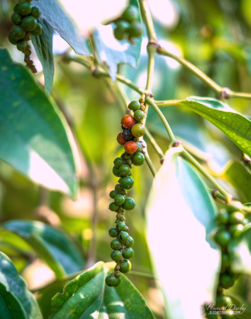 The red peppercorns are removed by hand, leaving the green ones that will become black peppercorns
