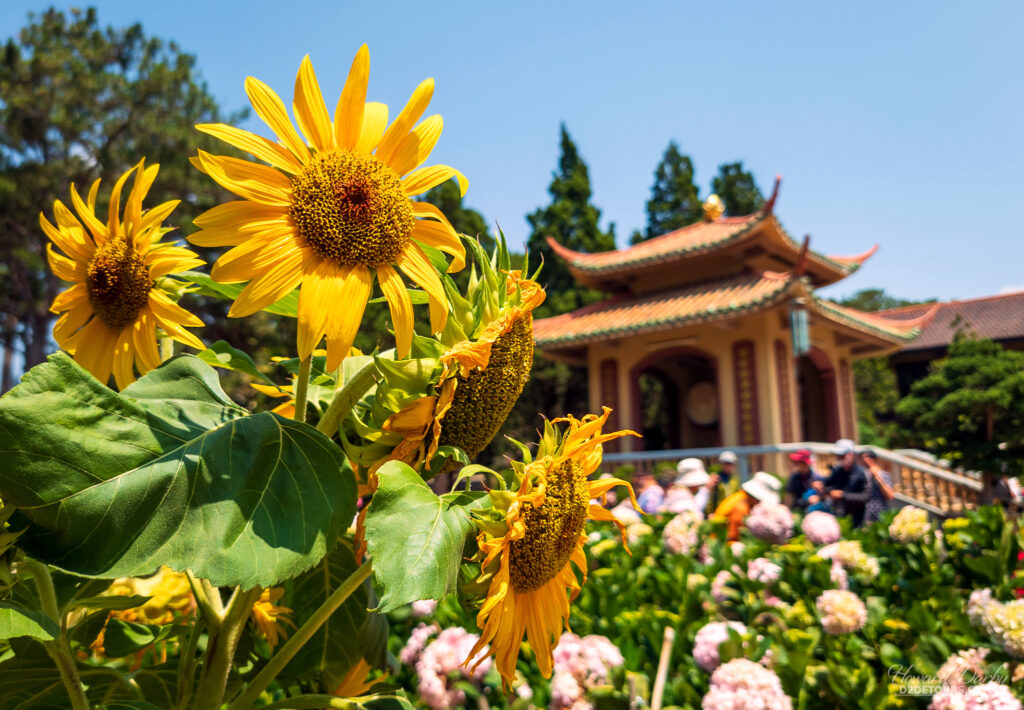 Sunflowers at the Truc Lam Monastery