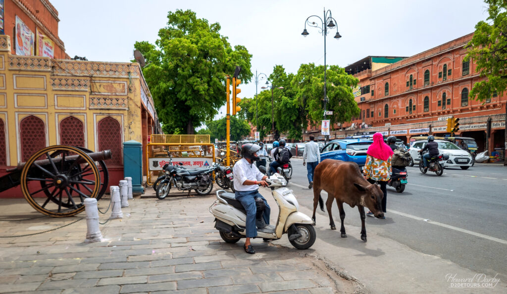 Street scene across from our Airbnb in Jaipur, including wandering cow
