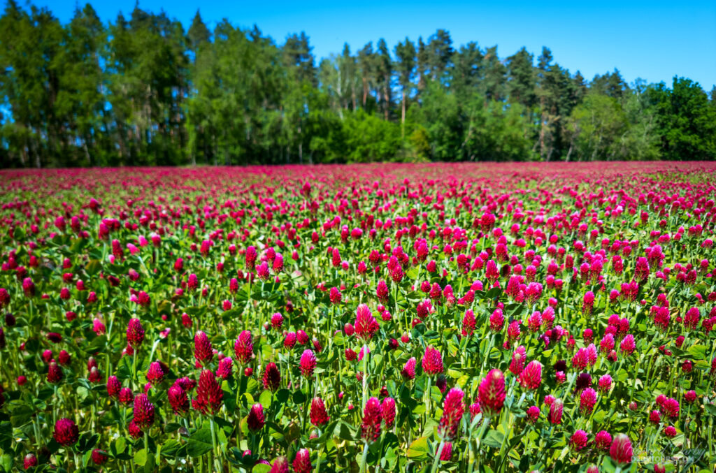 A field of Crimson Clover