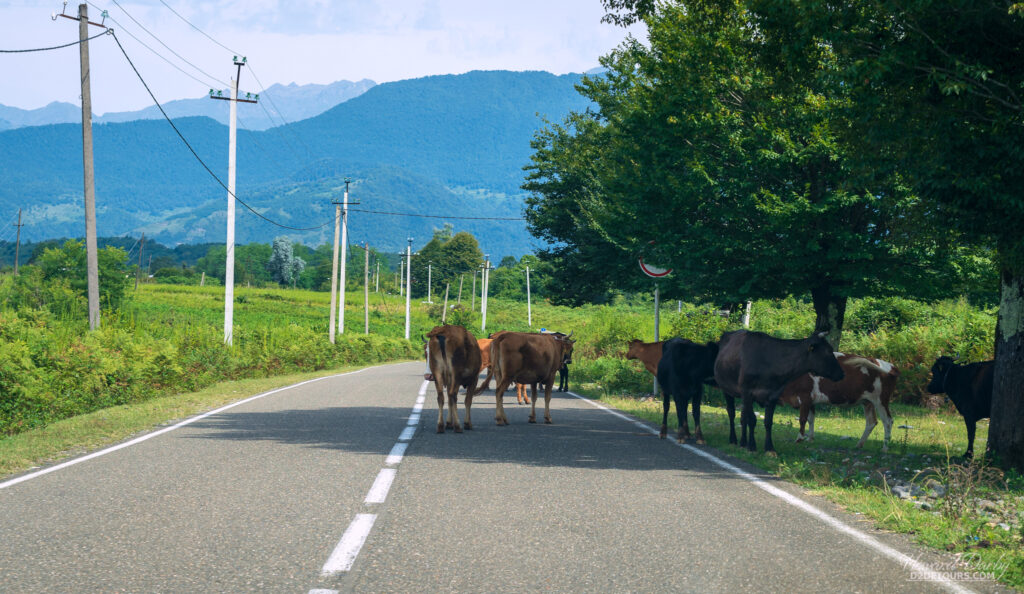 Some of the many free-range livestock we encountered. They are sometimes penned up at night, but set free during the day to forage for their food.