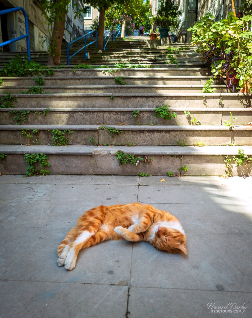 One of the residents of the Beyoğlu area where we stayed