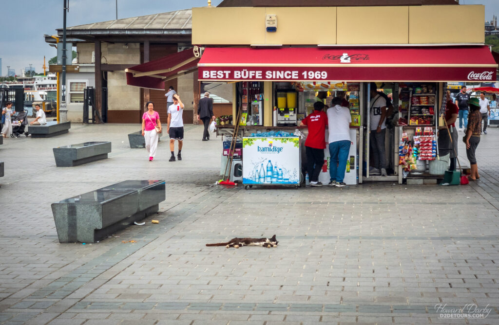 Cats are pretty much the national animal in Istanbul, and you'll see them wandering EVERYWHERE. There are so many of them that the stray dogs don't dare bother them or they'll get ganged-up on, so cats just lay around in public spaces and nap wherever they feel like, making everyone navigate around them.