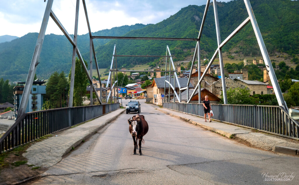 Returning to our guesthouse after shopping in Mestia and passing a free-range cow who's more concerned with Howard taking his picture than the car coming up behind him