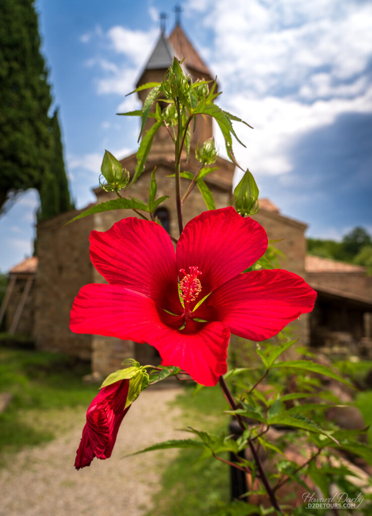 Hibiscus at Ikalto Monastery