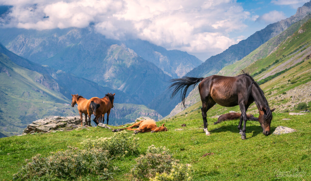 Horses grazing in the mountains around Stepantsminda