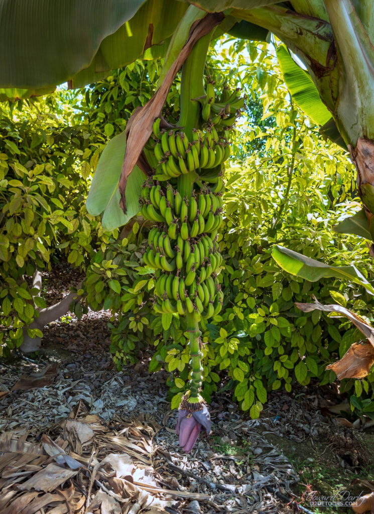 Bananas growing on Cyprus