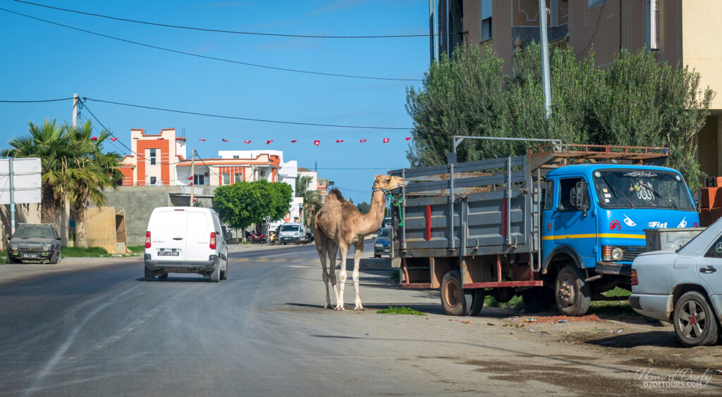 Camel in Tunisia