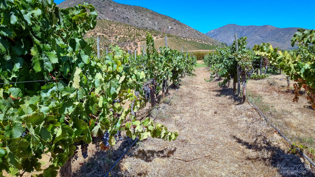 Viñedos Veramonte Altos de Casa Blanca
